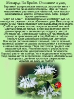 Монарда Би Брайт Садовый бергамот