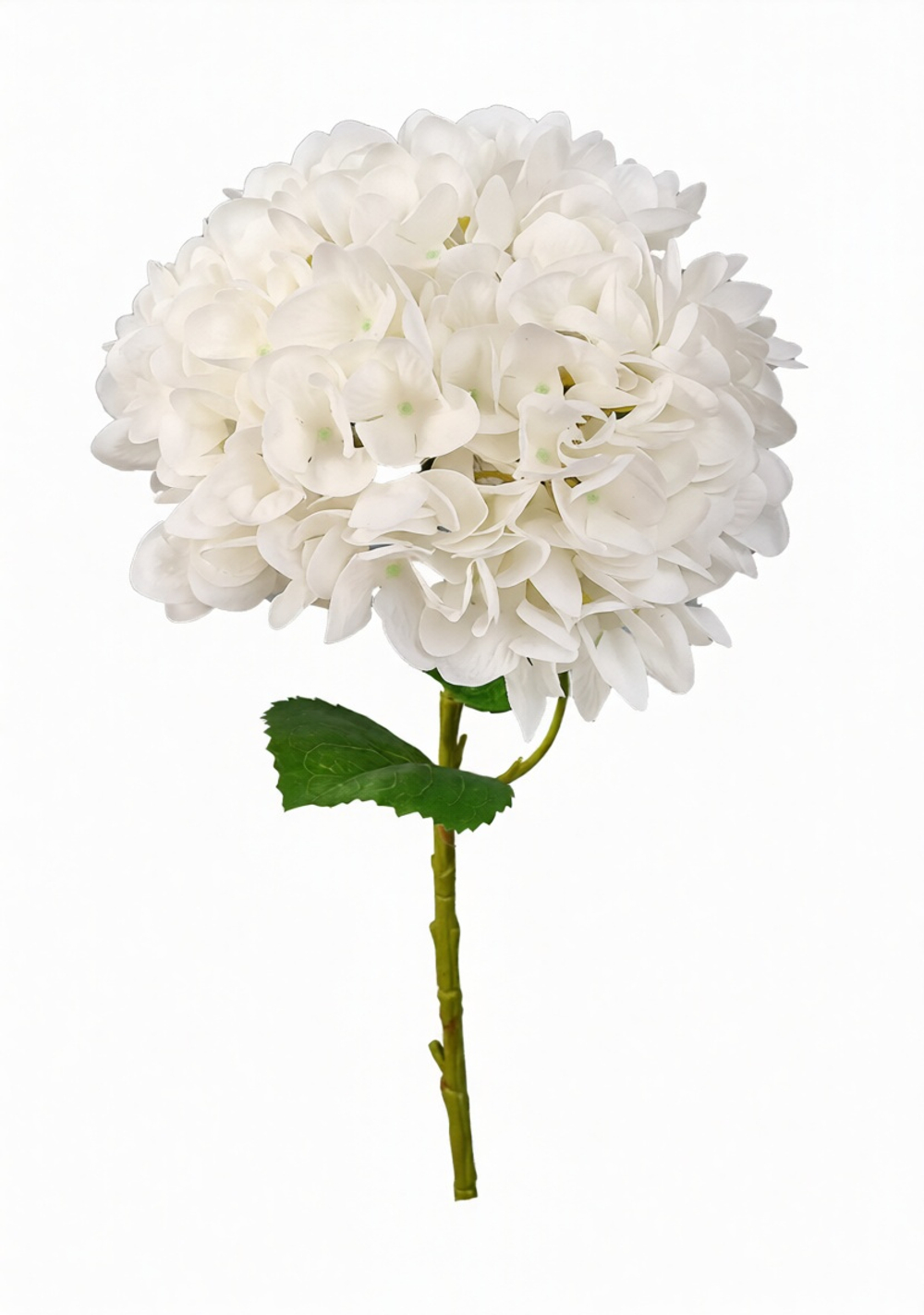 Гортензия соцветие XL (без стебля)