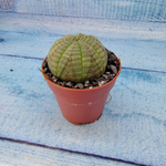 Euphoria Obesa (Эуфорбия)