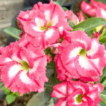 Адениум GANGHAN LOM – WINDMILL