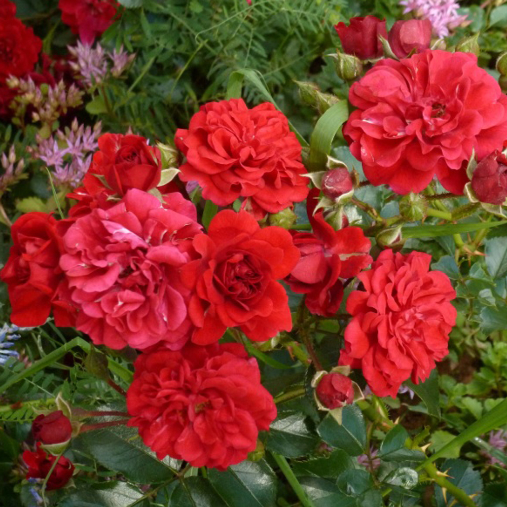 Роза почвопокровная Хеллоу С6