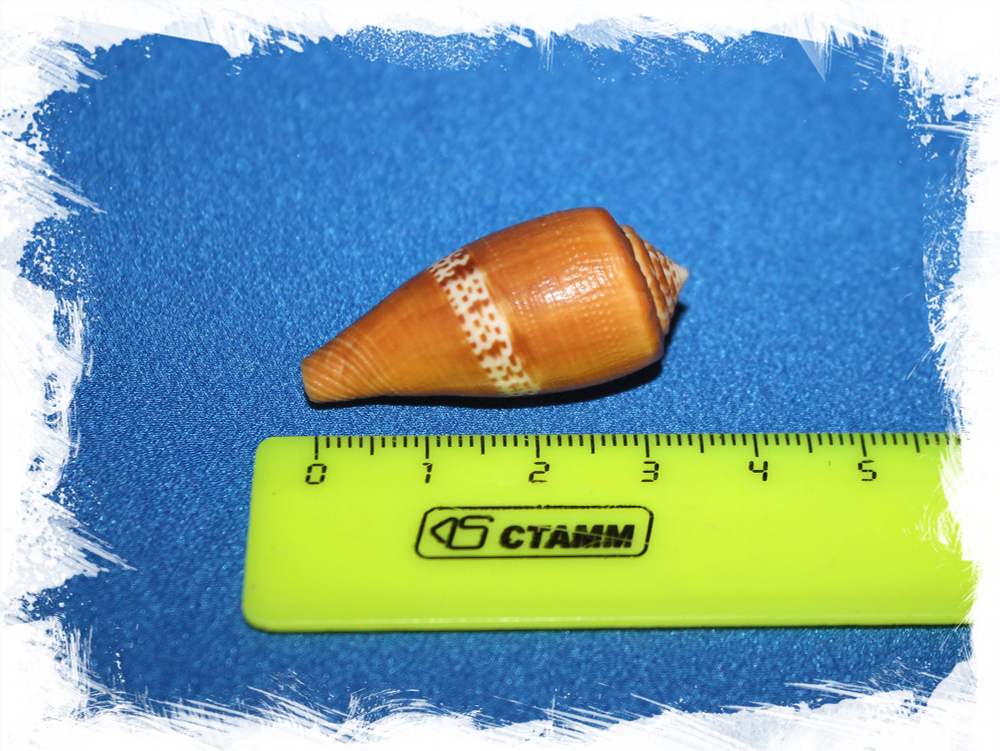 Конус кокинеус (Conus Coccineus)
