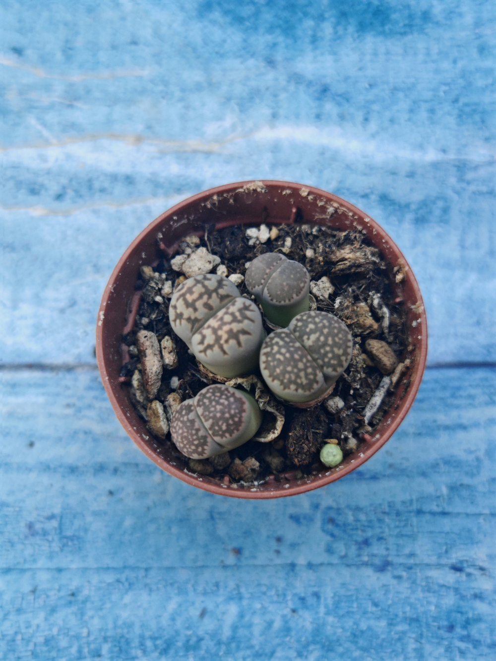 Lithops sp. (Литопсы)