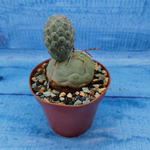 Tephrocactus Geometricus (Тефрокактус)