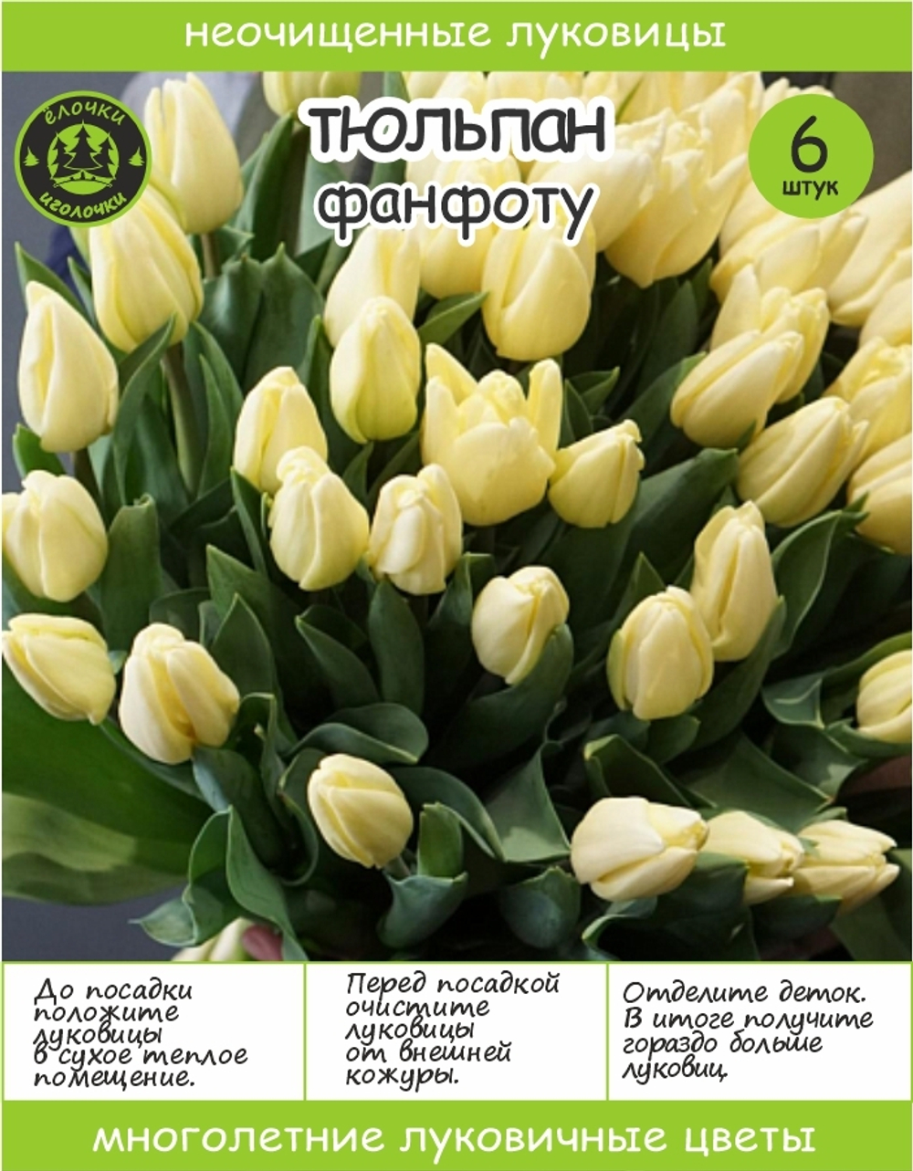 Тюльпан Луковица, Фан фо Ту, 6 шт крупные