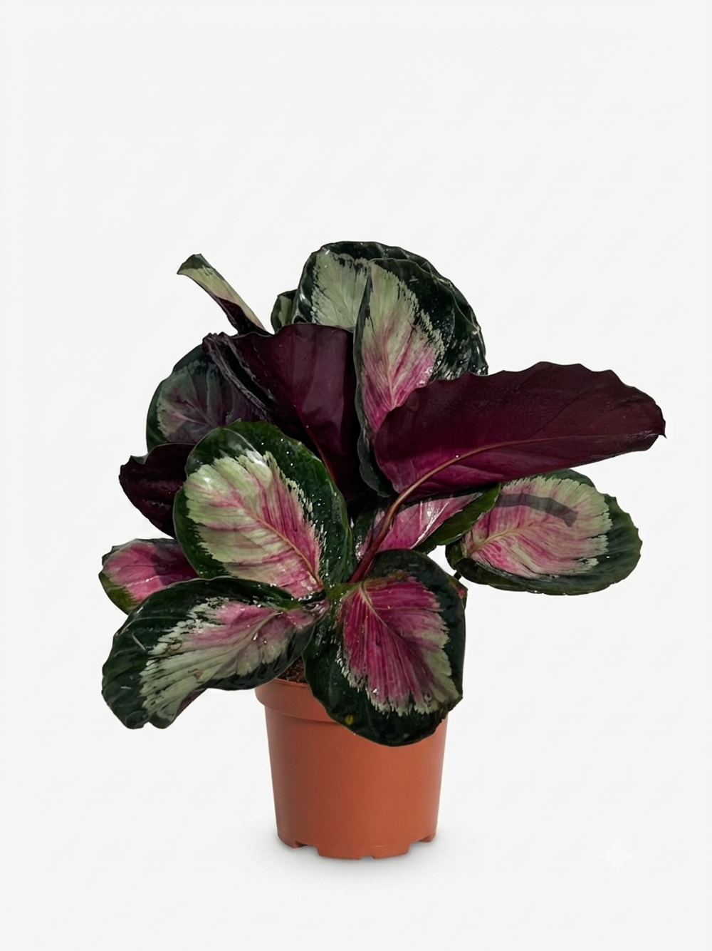 Калатея green goddess д11 в28 ш32 г300