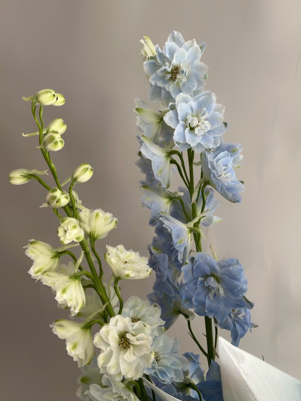 Букет «Богемская рапсодия»