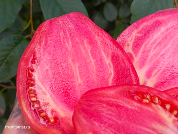 Гном Десперадо (Dwarf Desperado) сорт томата