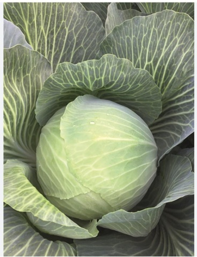 Капуста Пасифико F1 Pacifiko F1 2500 семян