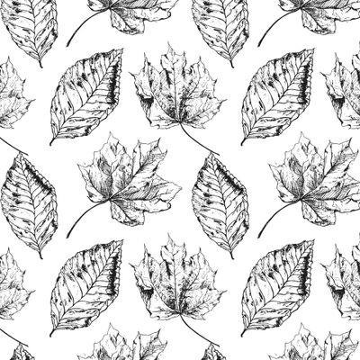 Осенние листья набросок от руки клен липа осина осень