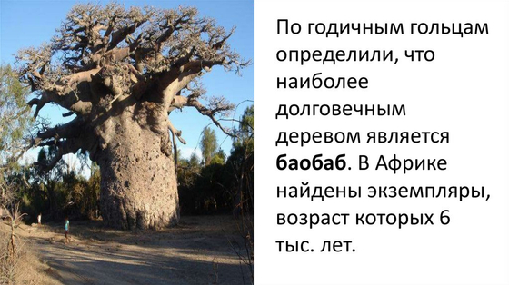 Модель стебля растения