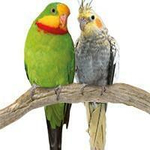 Жердочка для птиц Flamingo Lorre