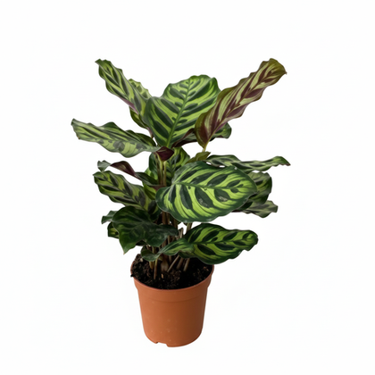 Калатея Peacock д.11