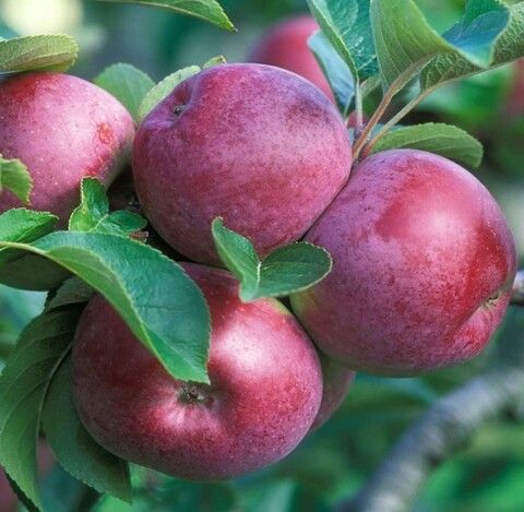 Яблоня Спартан