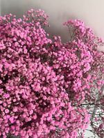 Гипсофила в розовом оттенке