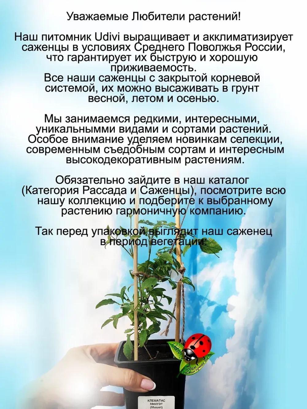 Клематис Менуэт долгоцветущий