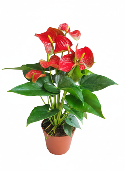 Антуриум Red Spots д.15