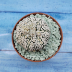 Astrophytum Asterias "Super Kabuto" (Астрофитум)