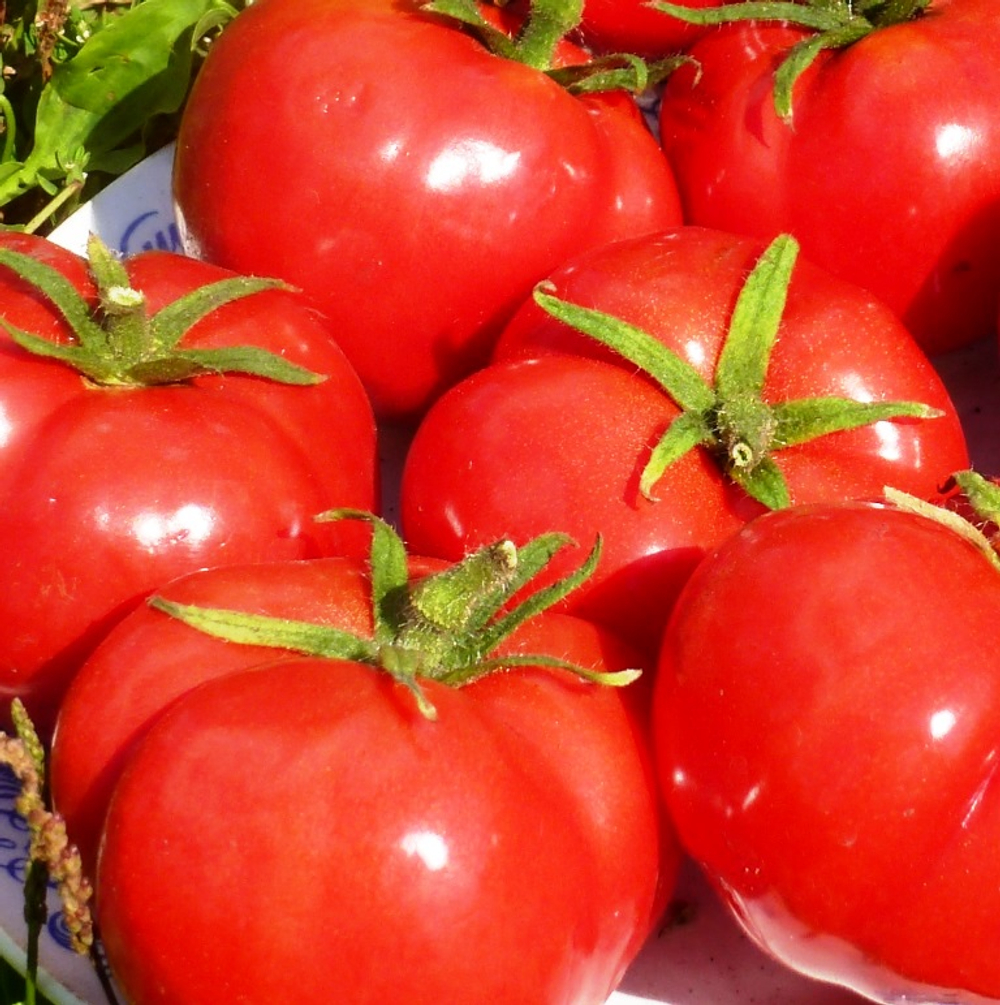 Помидоры Nectarine – Нектарин