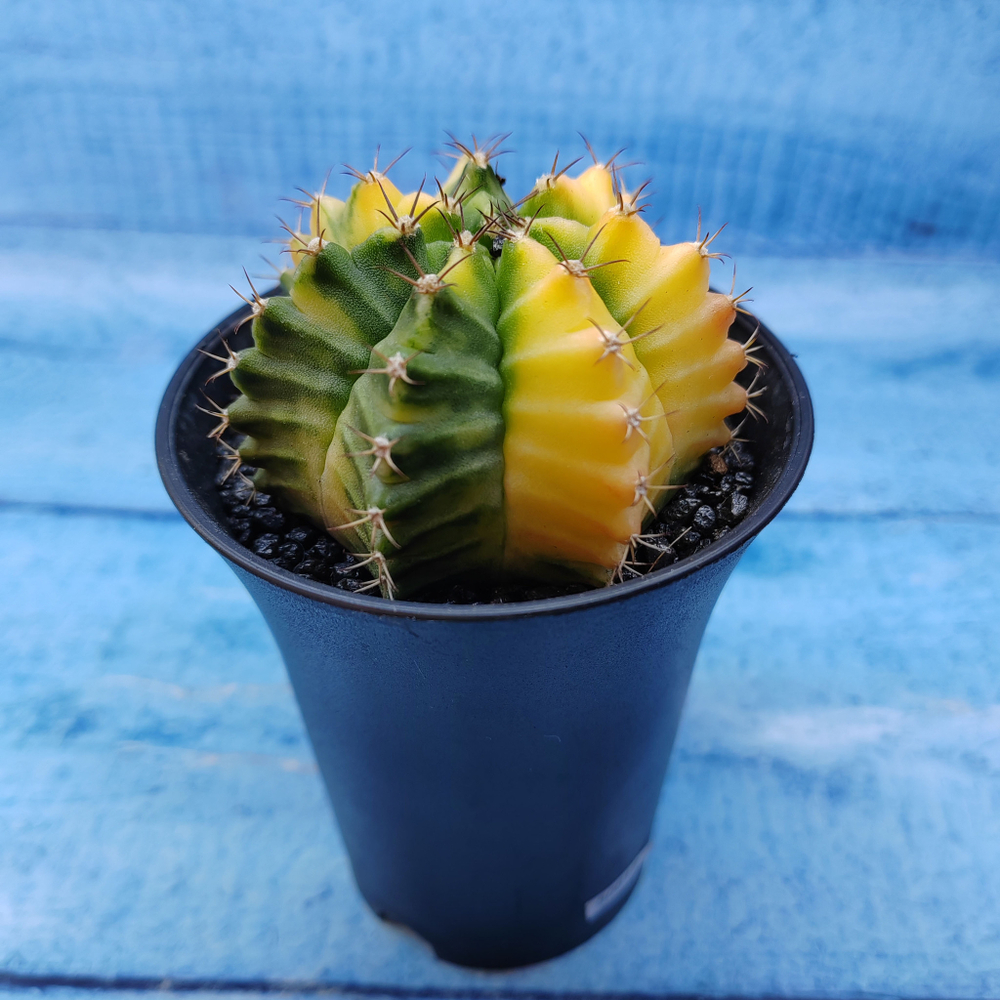 Gymnocalycium Variegata (Гимнокалициум Вариегатный)