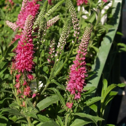 Вероника колосковая розовая. Veronica spicata roseum.