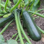 Диамант F1 семена кабачка (Seminis / Семинис)