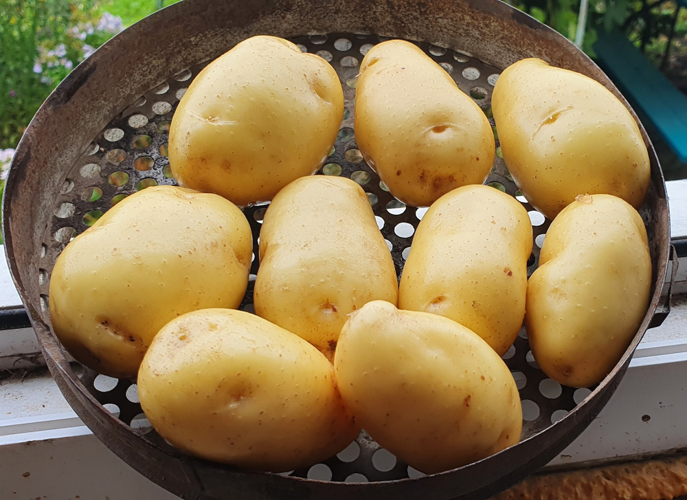 Картофель семенной Сарпо Кифли, Sarpo Kifli комплект из 10 клубней