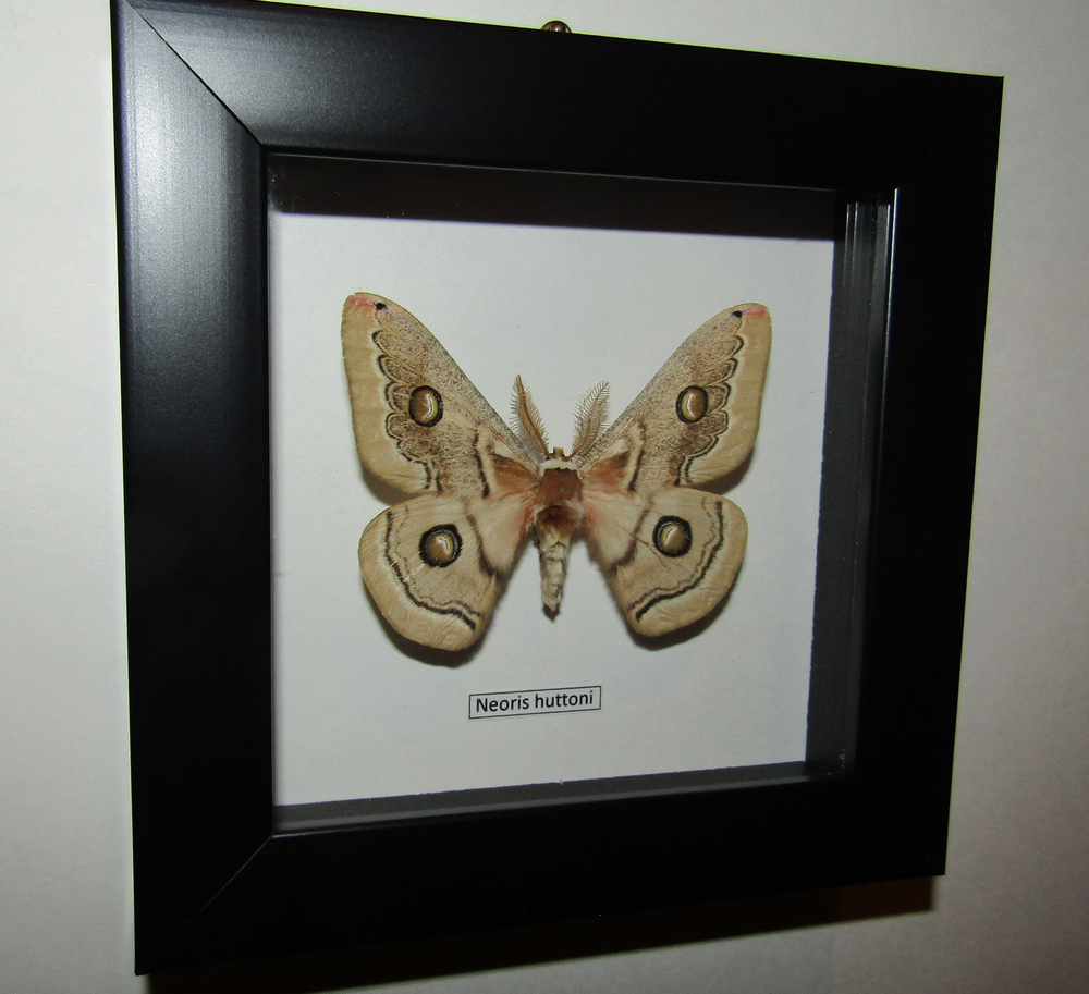 Сатурния Neoris huttoni самец в рамке
