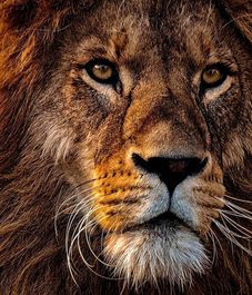 Dominator, рефилл для аромадиффузора с палочками, Ladenac Milano