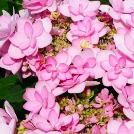 «Флориа Пинк» («Floria Pink») Гортензия крупнолистная