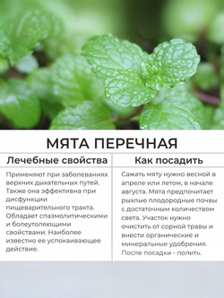 Набор трав Мята, Мелисса, семена 0,14 гр. 2 пачки