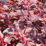 Пузыреплодник калинолистный Андре С5 40-60