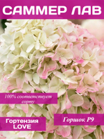 Саммер Лав гортензия метельчатая