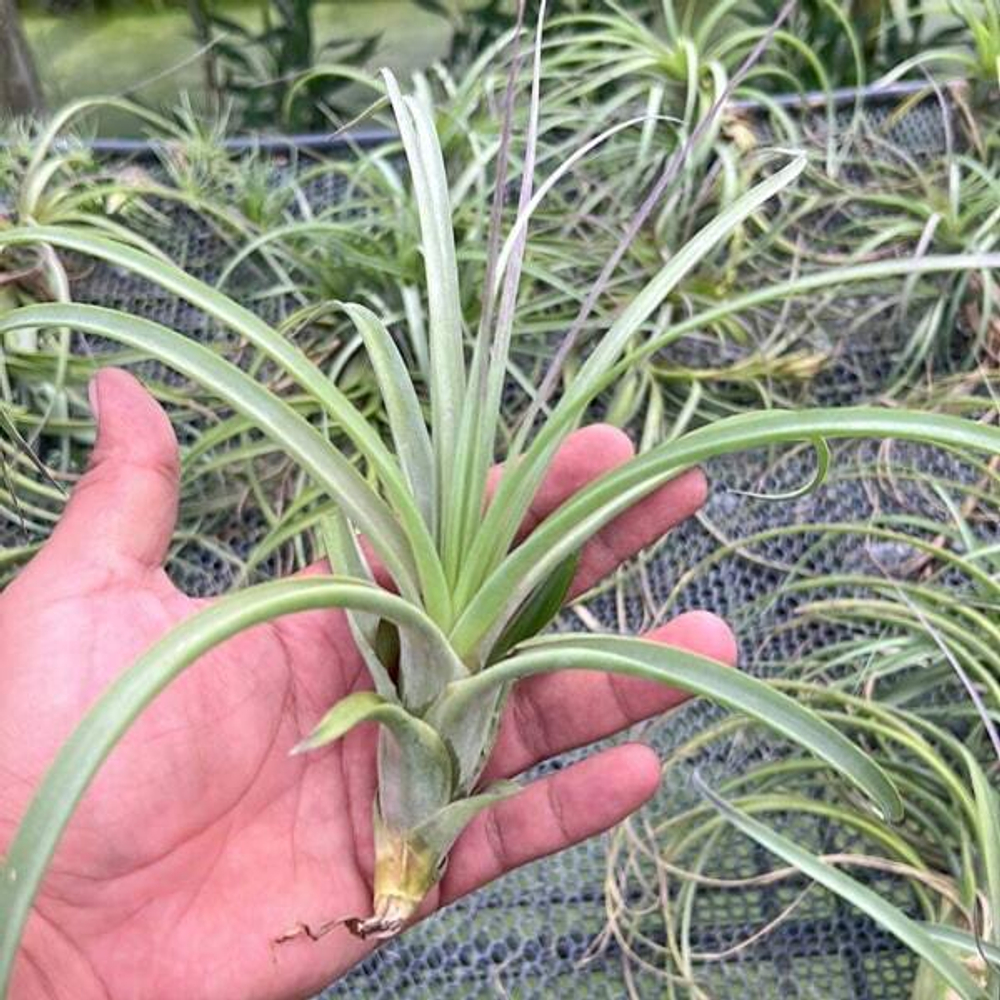 Тилландсия Royale (balbisiana x Velutina)