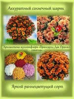Хризантема мультифлора Брасаунд Дарк Оранж раннецветущая