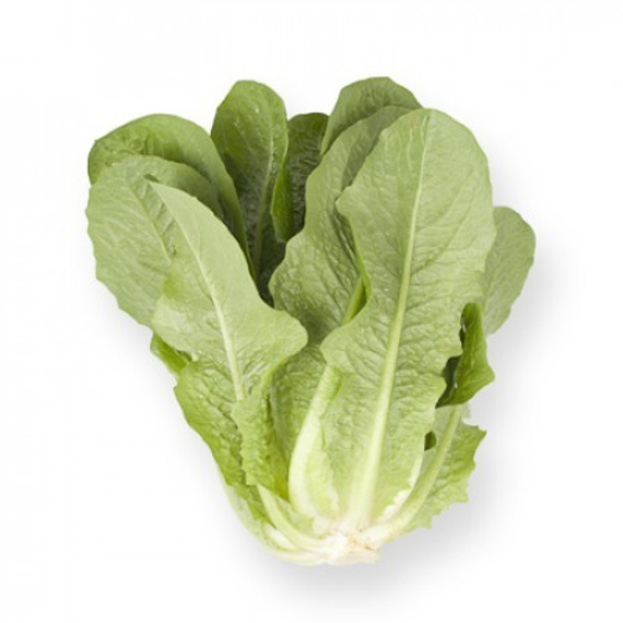 Аувона семена салата ромэн (Rijk Zwaan / Райк Цваан) плод – фото 3