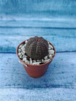 Суккулент Euphorbia Obesa (Эуфорбия)