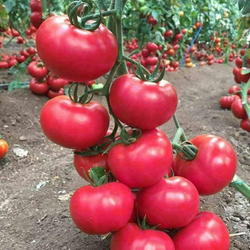 Томат Цетус F1 (50шт) Витагрин Профи