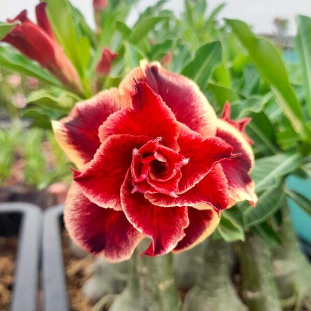 Адениум THONG DAENG