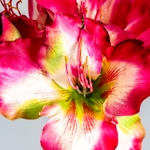 Цветок AMARYLLIS цвет фуксии