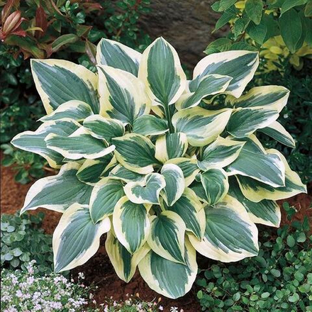 Хоста Пилигрим (Pilgrim)