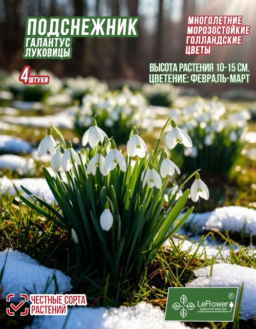 Подснежник Луковица цветов, 4шт