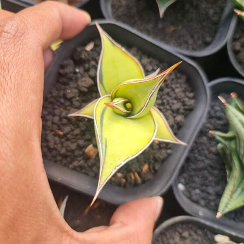 Сансевиерия PINGUICULA YELLOW/AUREA (I50)