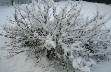 Крещенские морозы в Сибири: как спасти малину и смородину при -30°С