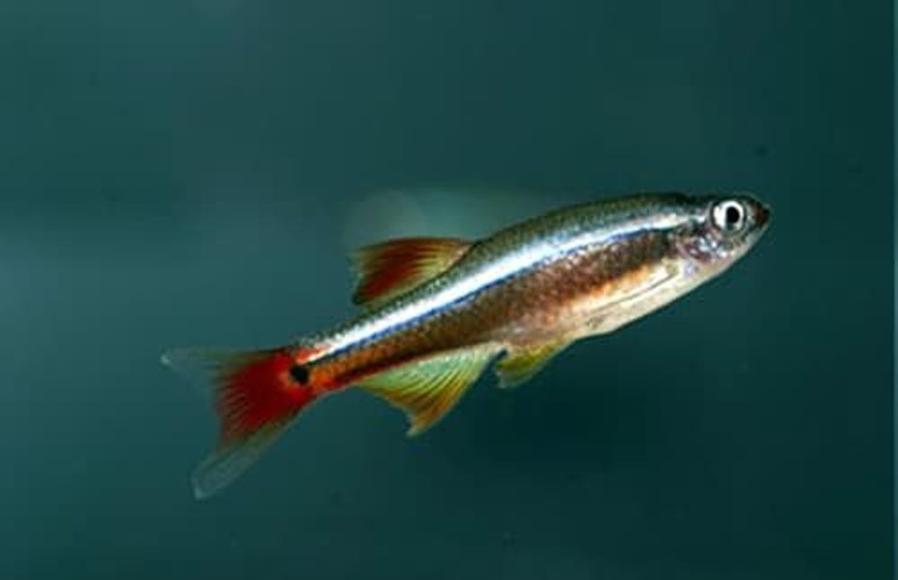 Кардинал (код 2013), Tanichtys albonubes