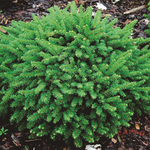 Ель обыкновенная Пумила Нигра