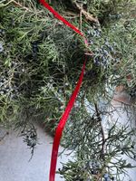 Ветка хвои - МОЖЖЕВЕЛЬНИК