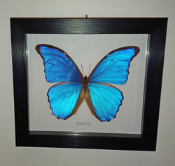 Бабочка Morpho didius в рамке