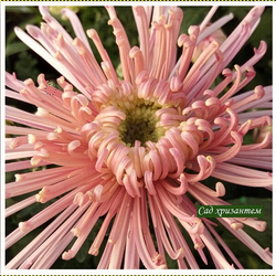 Spider pink 🌻 о.28