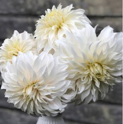 Георгин Винс Гоусти (Wyn’s Ghostie)